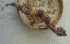 Gecko 2