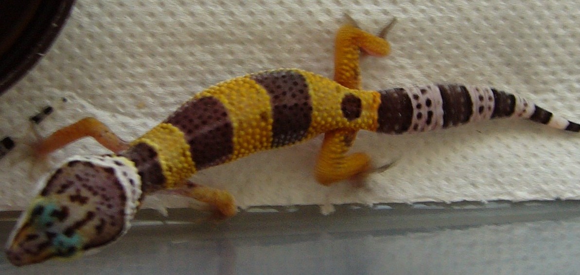 Gecko 3