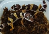 Gecko 4