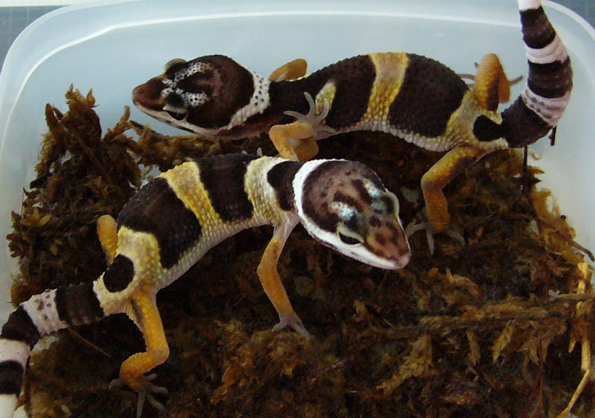 Gecko 4