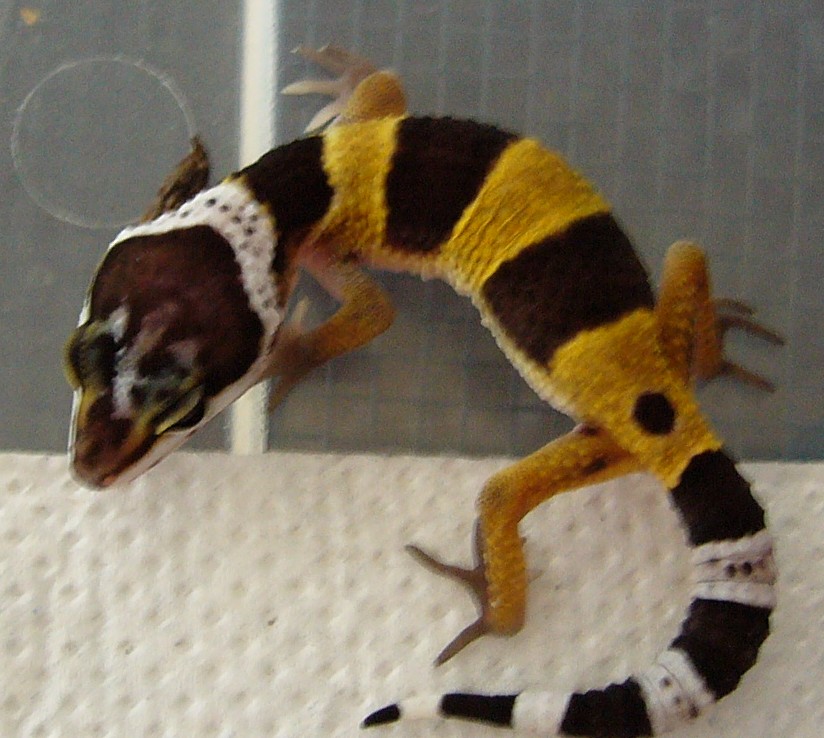 Gecko #5