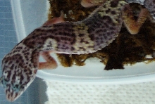 Gecko 6