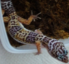Gecko 7