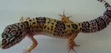 Gecko 8