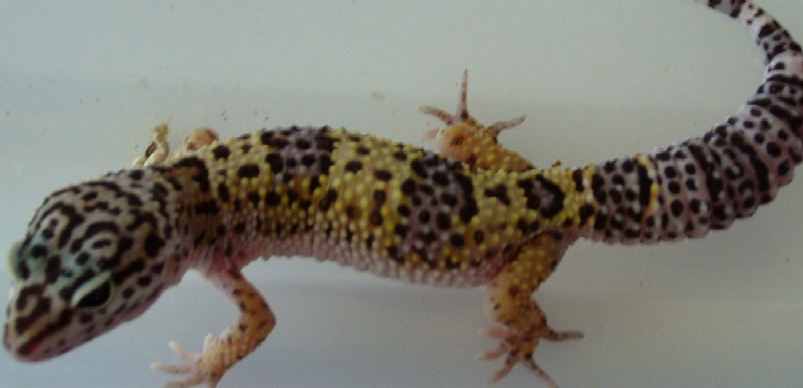 Gecko 8