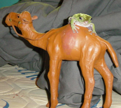 Brimsby the Stallion