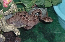 Amazon  Tree Boa ~14-15 mo old