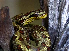 Elaphe bimaculata