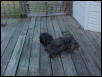 Mopsie gettin some fresh air