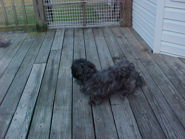 Mopsie gettin some fresh air