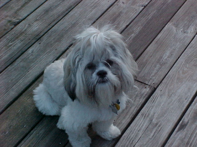 Nemo enjoying outside