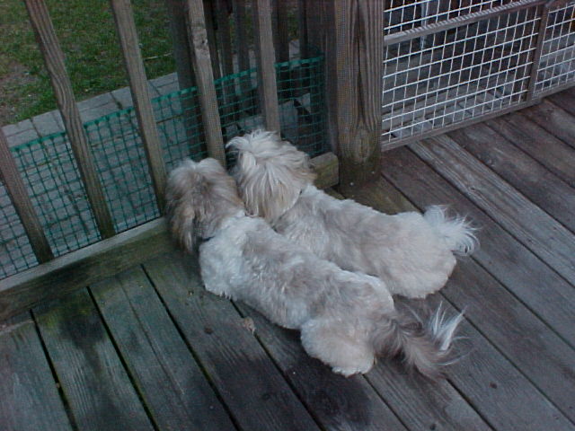 Watching the squirrels