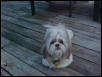 Ziggy enjoying the outdoors