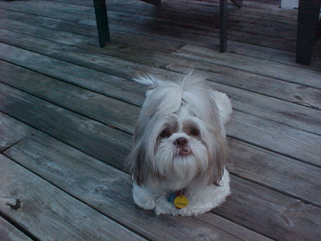Ziggy enjoying the outdoors