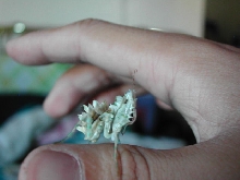 female wahlbergii