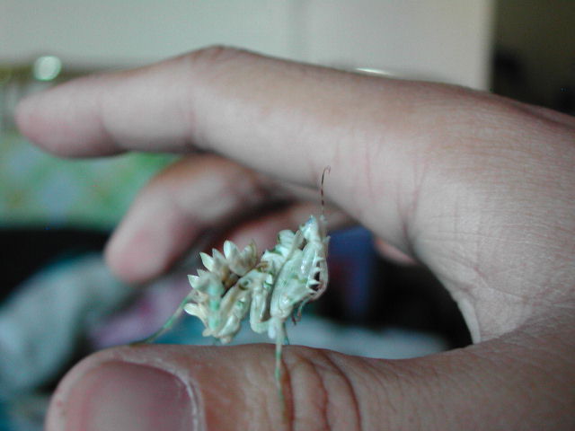 female wahlbergii