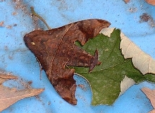 What is this?