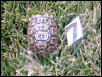 Hatchling Southern Leopard