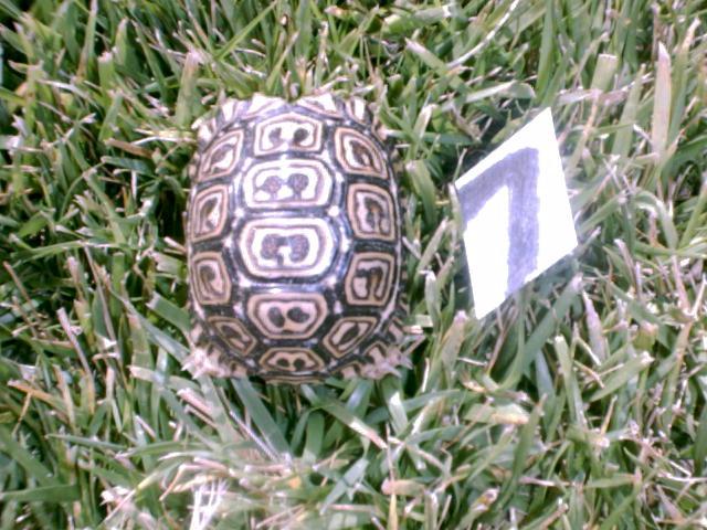 Hatchling Southern Leopard