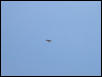 Vulture