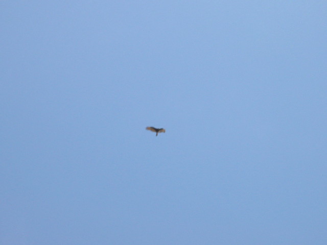 Vulture