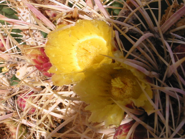 Flower