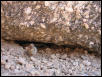 Whiptail