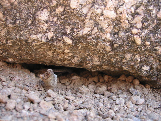 Whiptail