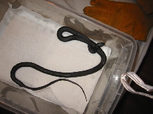 black racer