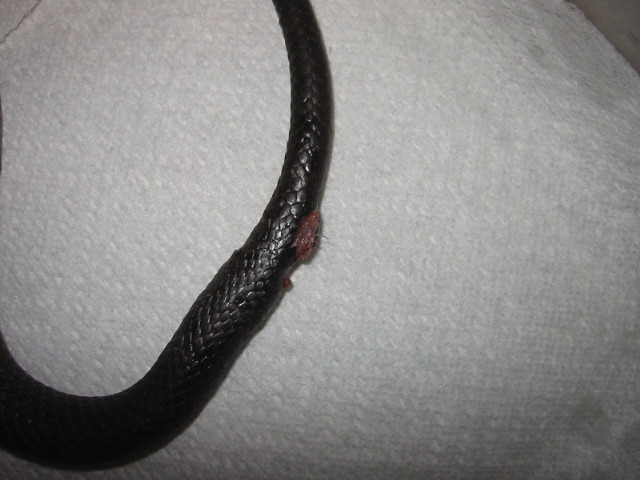 Injury