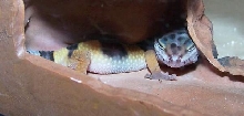 Carina Sleeping
