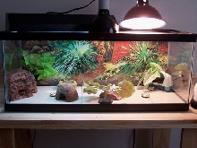 Carina's Tank with Tile Substrate