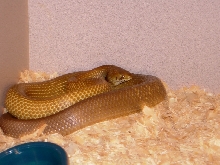0.1 Unicolor Cribo