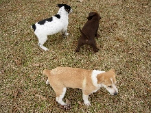 Pups 1