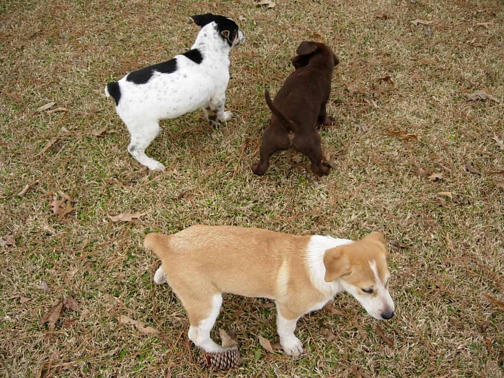 Pups 1