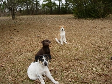 Pups 2