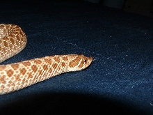 Western Hognose