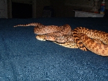 Red Bullsnake Pair