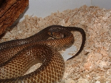 Unicolor Cribo