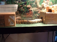 bodas tank