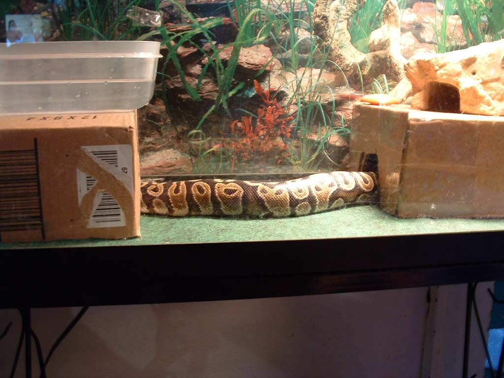 bodas tank