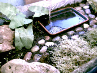 Aquarium setup