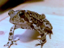 Louis