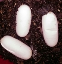 Blonde Madagascan Hognose Eggs!!! Leioheteroden modestus