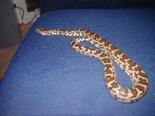 indian python