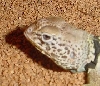 bumpy head