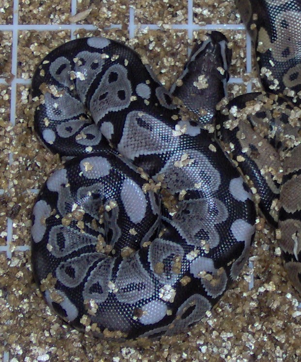 My First VPI Axanthic