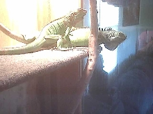Rex and Jazz