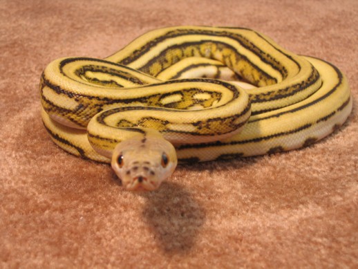 super tiger 66% poss het amel