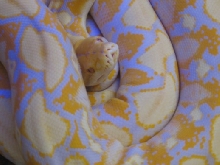 04 lav albino